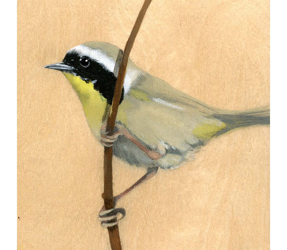 "Common Yellowthroat" by Kristen Etmund